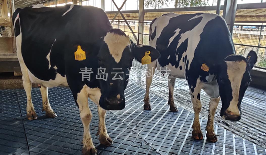 奶牛场牛马橡胶垫
