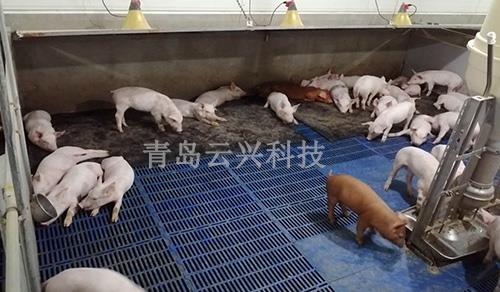 猪舍橡胶垫